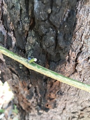 Heterostemma acuminatum