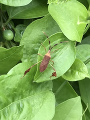 Chondrocera laticornis