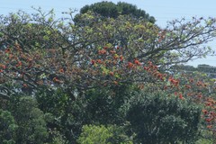 Erythrina caffra