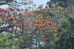 Erythrina caffra
