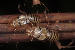 Huechys fusca