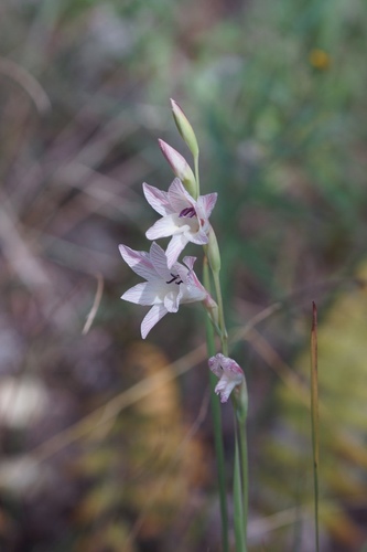 Plumb Glad (Gladiolus erectiflorus)