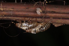 Huechys fusca