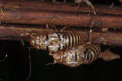 Huechys fusca