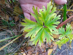 Anemonastrum biarmiense