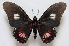 Mimoides euryleon clusoculis