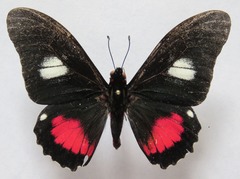 Mimoides euryleon clusoculis