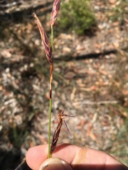 Schoenus calostachyus