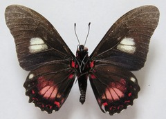 Mimoides euryleon clusoculis