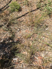 Schoenus calostachyus