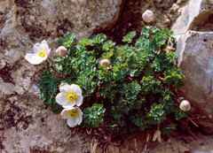 Paraquilegia anemonoides