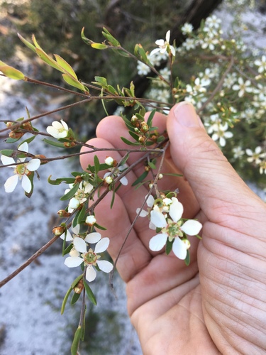 Leptospermum neglectum, 2020-10-01