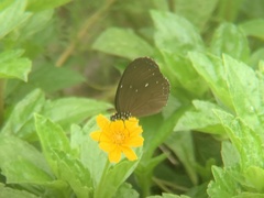 Euploea tulliolus ledereri
