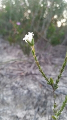 Pimelea phylicoides