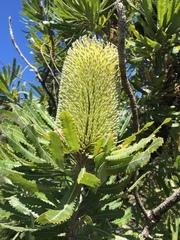 Banksia aemula