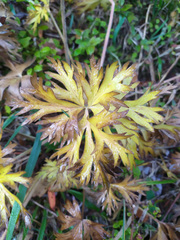 Anemonastrum biarmiense