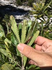 Banksia aemula