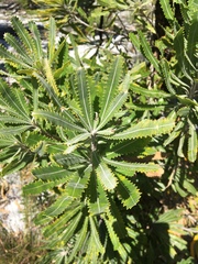 Banksia aemula