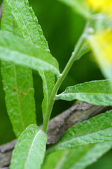 Jacobaea paludosa lanata