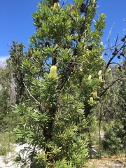 Banksia aemula