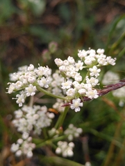Seseli montanum