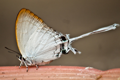 Cheritra freja evansi