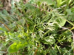 Seseli montanum