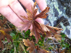 Anemonastrum biarmiense