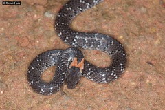 Pareas margaritophorus