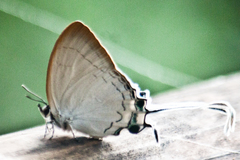 Cheritra freja evansi