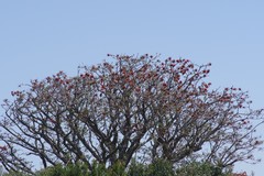 Erythrina caffra