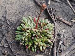 Stylidium assimile