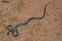 Pareas margaritophorus