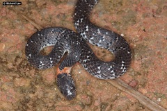 Pareas margaritophorus