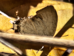 Cheritra freja evansi