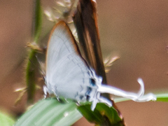 Cheritra freja evansi