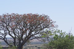 Erythrina caffra