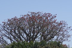 Erythrina caffra