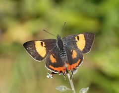 Pseudalmenus chlorinda