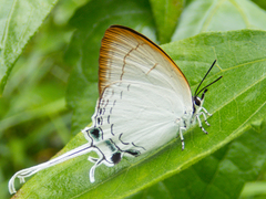 Cheritra freja evansi