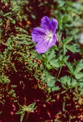 Geranium himalayense