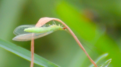 Chrysoperla pudica-group