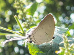 Cheritra freja evansi
