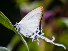 Cheritra freja evansi