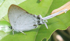 Cheritra freja evansi