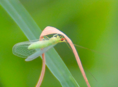 Chrysoperla pudica-group