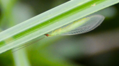 Chrysoperla pudica-group