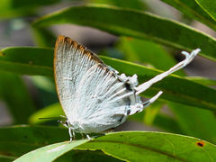 Cheritra freja evansi