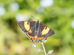 Pseudalmenus chlorinda