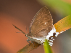 Cheritra freja evansi